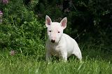 BULL TERRIER MINIATURE 171